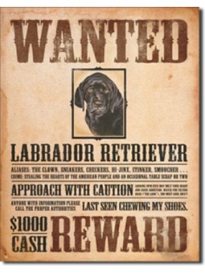 Black Labrador - Wanted