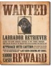 Black Labrador - Wanted